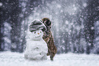 Pekinese in the winter