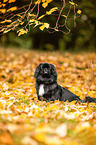 sitting Pekinese
