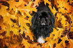 sitting Pekinese