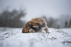 Pekinese is cleaning itself