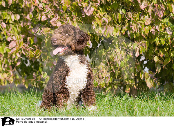 Perro de aqua espanol / BD-00535