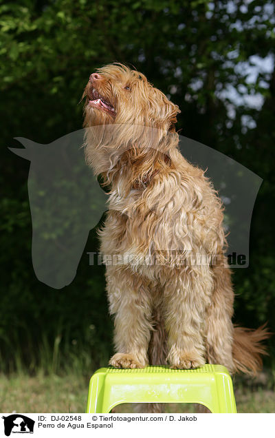 Spanischer Wasserhund / Perro de Agua Espanol / DJ-02548