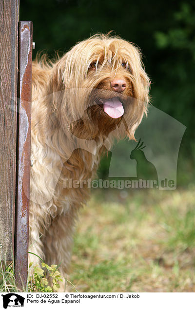 Spanischer Wasserhund / Perro de Agua Espanol / DJ-02552