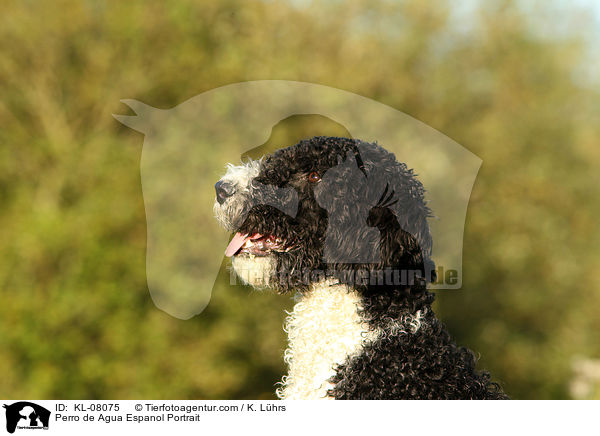 Perro de Agua Espanol Portrait / Perro de Agua Espanol Portrait / KL-08075