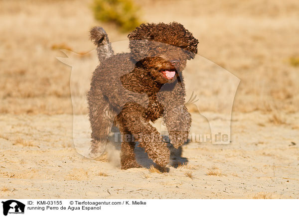 running Perro de Agua Espanol / KMI-03155