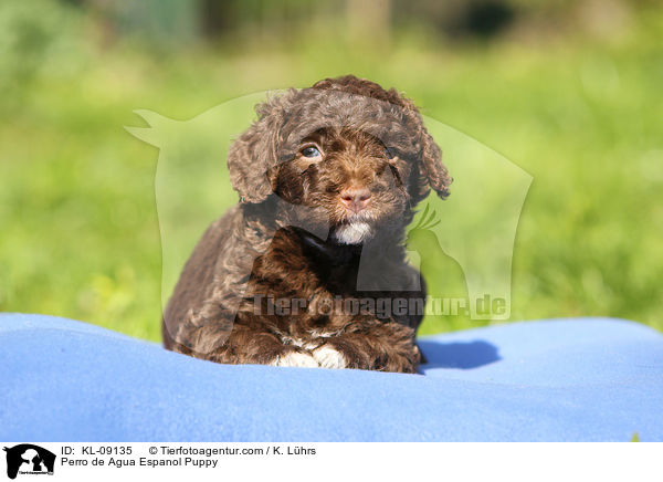 Perro de Agua Espanol Puppy / KL-09135