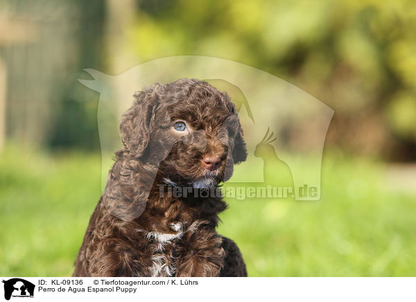 Perro de Agua Espanol Puppy / KL-09136