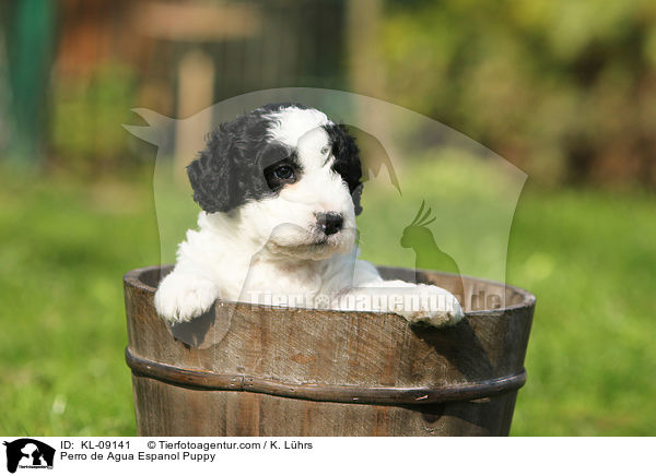 Perro de Agua Espanol Puppy / KL-09141
