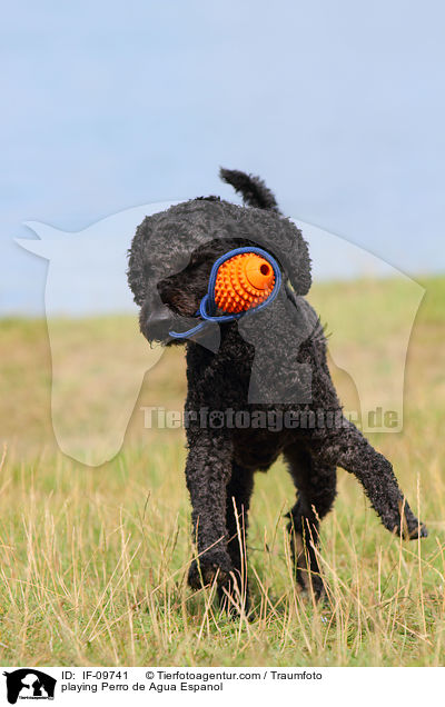 playing Perro de Agua Espanol / IF-09741