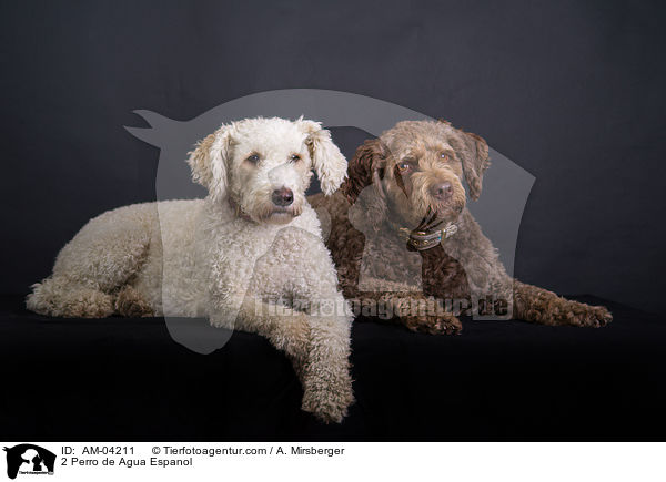 2 Perro de Agua Espanol / 2 Perro de Agua Espanol / AM-04211