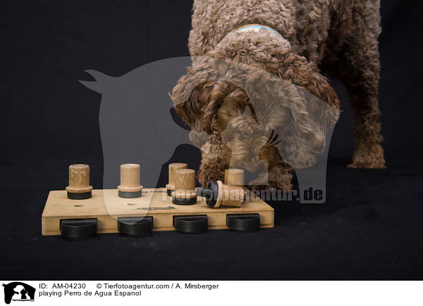 playing Perro de Agua Espanol / AM-04230
