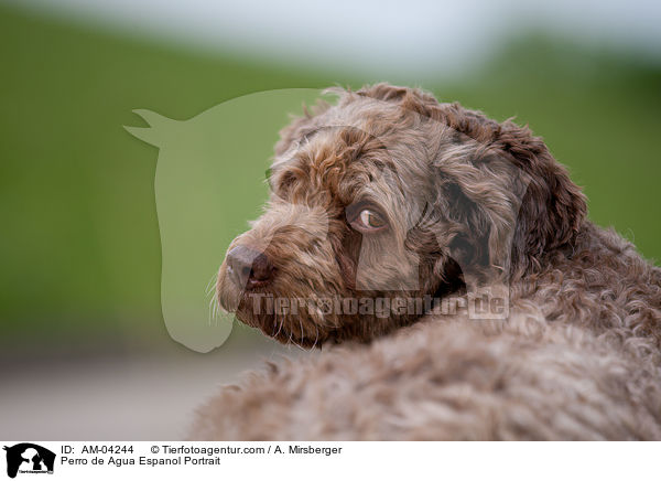 Perro de Agua Espanol Portrait / AM-04244