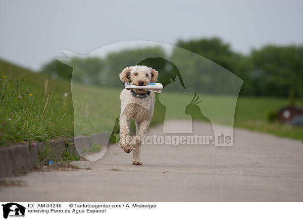 retrieving Perro de Agua Espanol / AM-04246