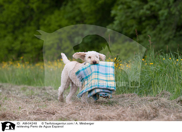 retrieving Perro de Agua Espanol / AM-04248