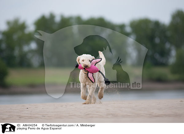 playing Perro de Agua Espanol / AM-04254