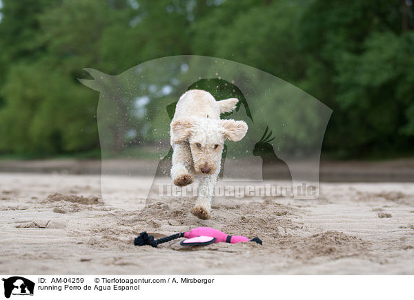 running Perro de Agua Espanol / AM-04259