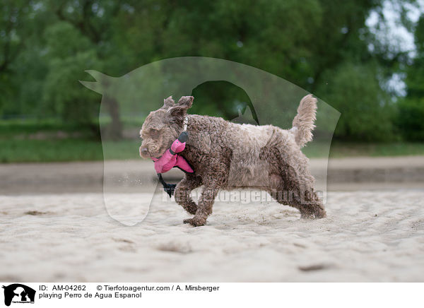 playing Perro de Agua Espanol / AM-04262