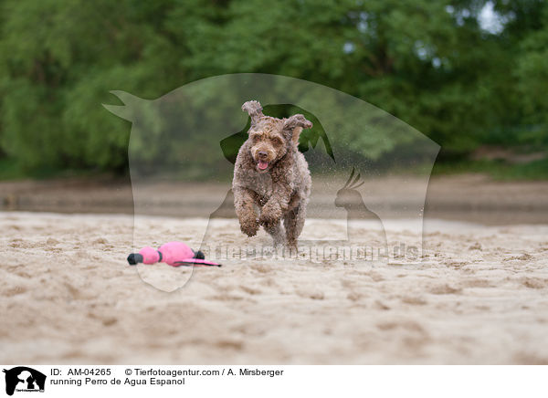 running Perro de Agua Espanol / AM-04265