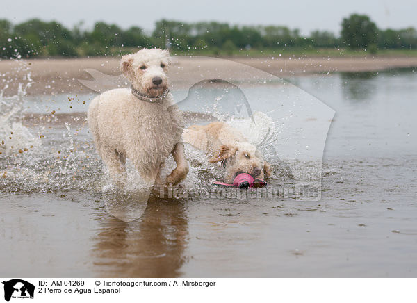 2 Perro de Agua Espanol / AM-04269