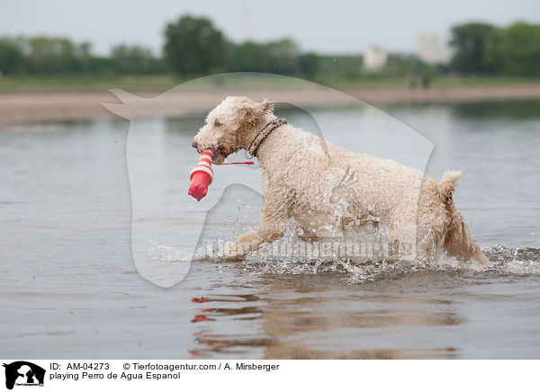 playing Perro de Agua Espanol / AM-04273