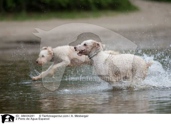 2 Perro de Agua Espanol / AM-04281
