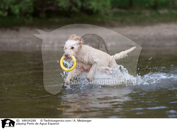 playing Perro de Agua Espanol / AM-04288