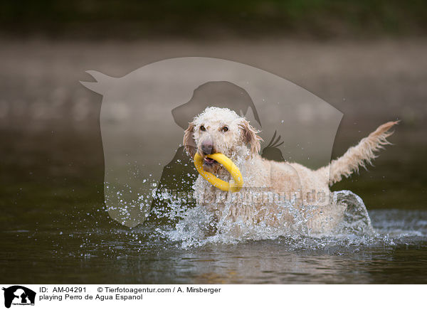 playing Perro de Agua Espanol / AM-04291