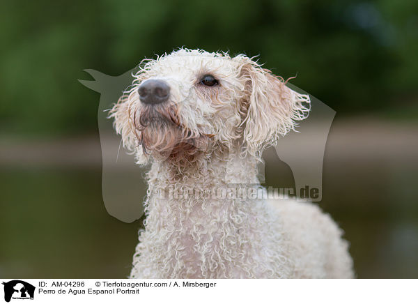 Perro de Agua Espanol Portrait / AM-04296
