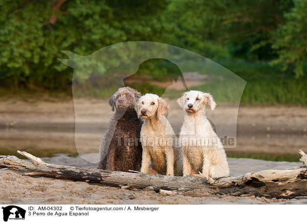 3 Perro de Agua Espanol / AM-04302