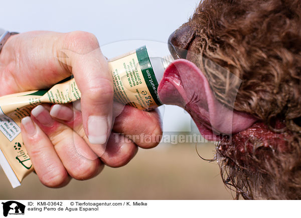 fressender Perro de Agua Espanol / eating Perro de Agua Espanol / KMI-03642