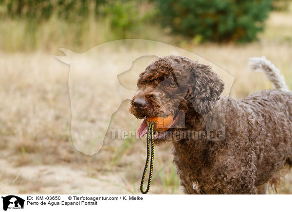 Perro de Agua Espanol Portrait / Perro de Agua Espanol Portrait / KMI-03650