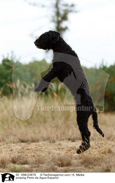 jumping Perro de Agua Espanol / KMI-03679