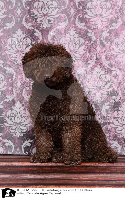 sitting Perro de Agua Espanol / JH-18995