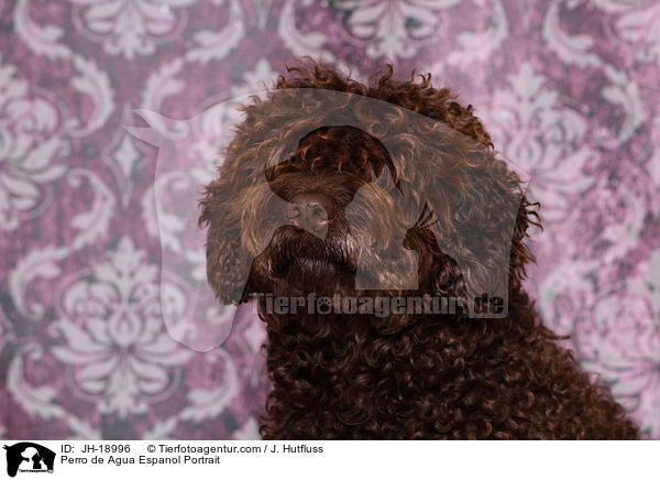 Perro de Agua Espanol Portrait / JH-18996