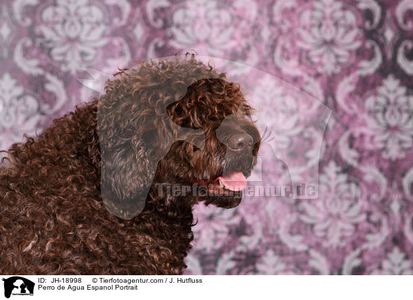 Perro de Agua Espanol Portrait / JH-18998