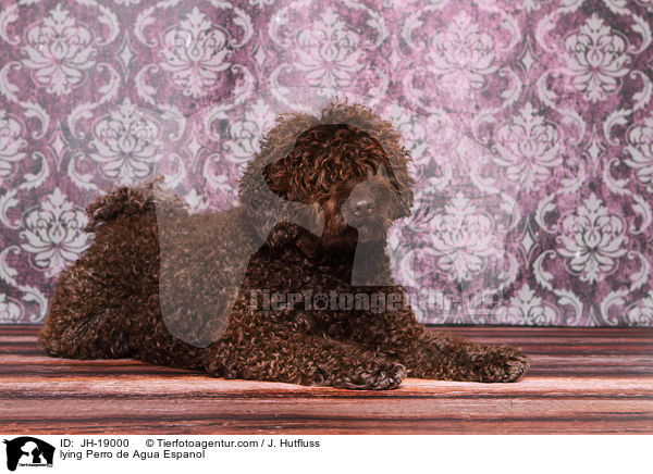 liegender Perro de Agua Espanol / lying Perro de Agua Espanol / JH-19000