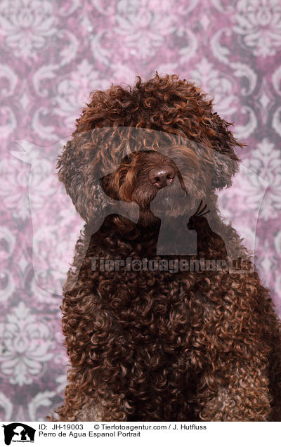 Perro de Agua Espanol Portrait / JH-19003