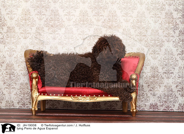 liegender Perro de Agua Espanol / lying Perro de Agua Espanol / JH-19008