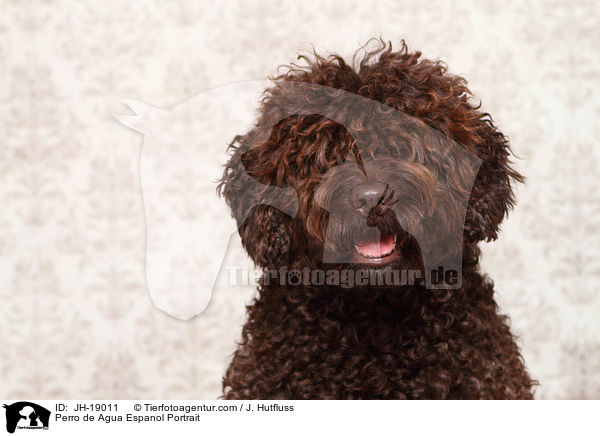 Perro de Agua Espanol Portrait / JH-19011