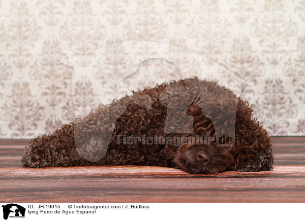 lying Perro de Agua Espanol / JH-19015
