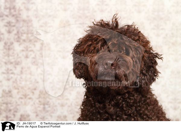 Perro de Agua Espanol Portrait / Perro de Agua Espanol Portrait / JH-19017