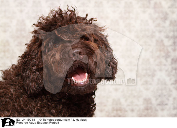 Perro de Agua Espanol Portrait / JH-19018