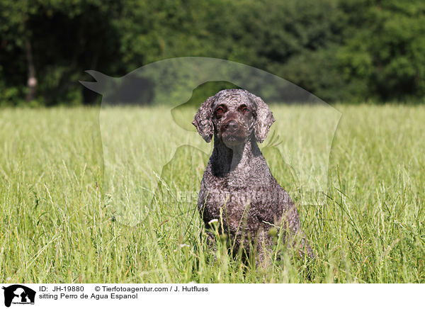sitting Perro de Agua Espanol / JH-19880