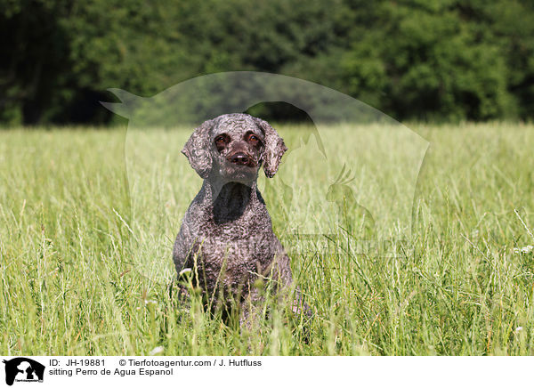 sitting Perro de Agua Espanol / JH-19881