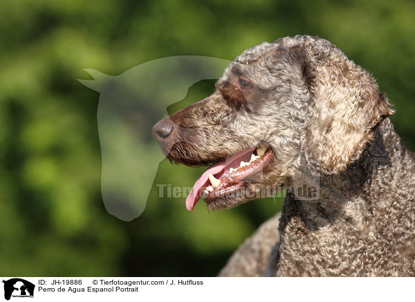 Perro de Agua Espanol Portrait / JH-19886