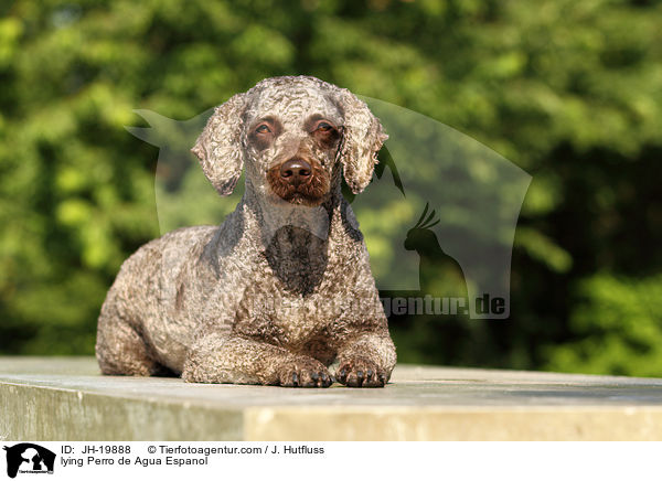 lying Perro de Agua Espanol / JH-19888
