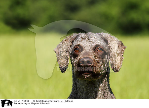 Perro de Agua Espanol Portrait / JH-19896