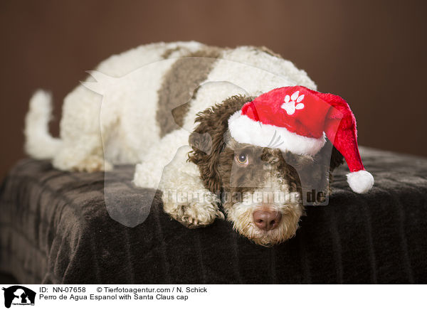 Perro de Agua Espanol with Santa Claus cap / NN-07658