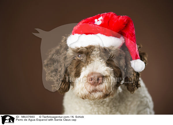 Perro de Agua Espanol with Santa Claus cap / NN-07660