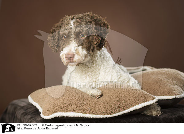liegender Perro de Agua Espanol / lying Perro de Agua Espanol / NN-07662